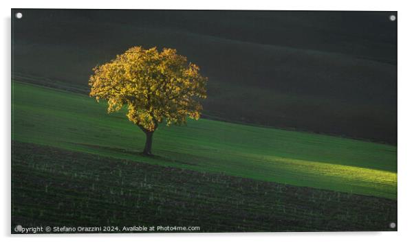 Beautiful sunset light on a lonely tree in Tuscany. Acrylic by Stefano Orazzini