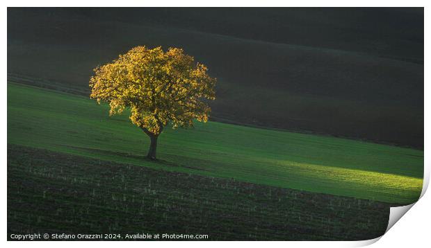 Beautiful sunset light on a lonely tree in Tuscany. Print by Stefano Orazzini