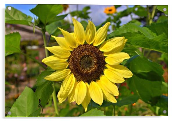 Close up of a sunflower head Acrylic by Antony Robinson