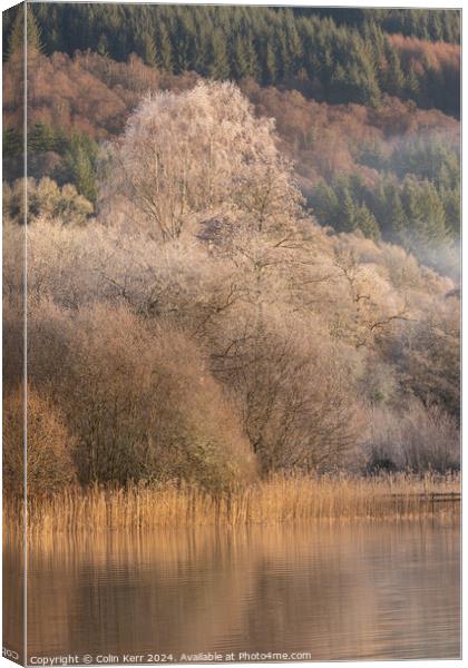 Frosty tree in the mist Canvas Print by Colin Kerr