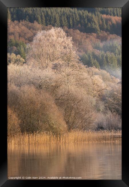 Frosty tree in the mist Framed Print by Colin Kerr