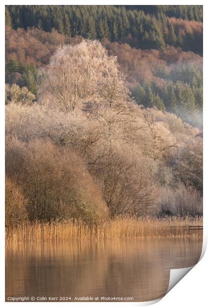 Frosty tree in the mist Print by Colin Kerr