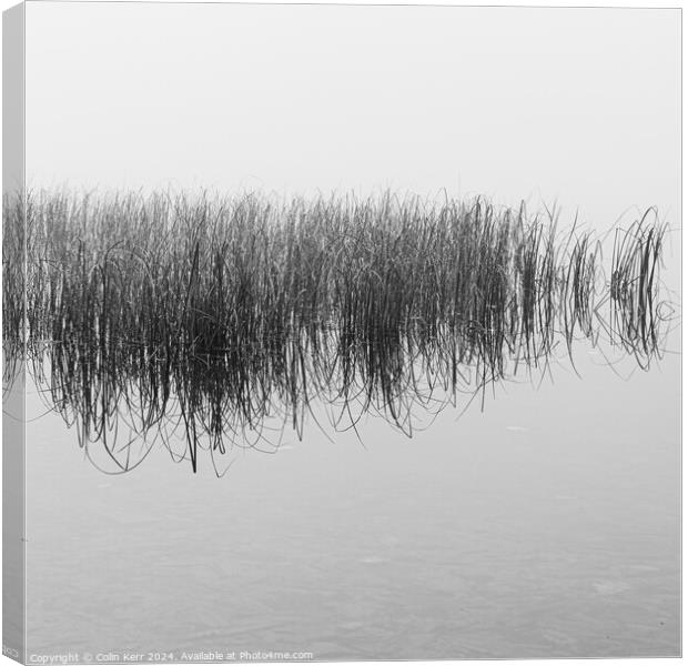 The reeds Canvas Print by Colin Kerr