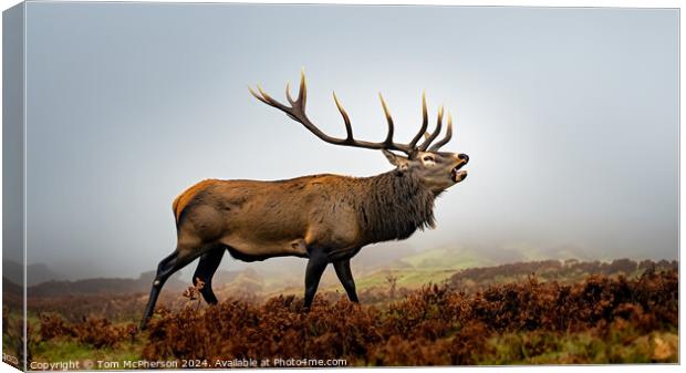 Stag Canvas Print by Tom McPherson