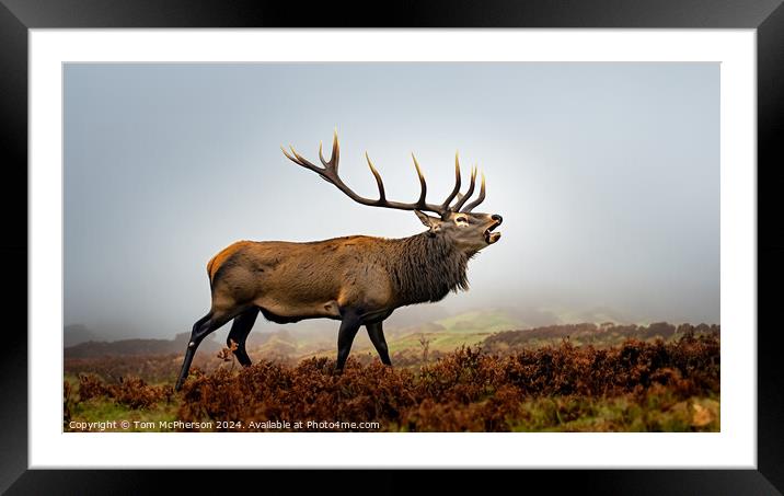 Stag Framed Mounted Print by Tom McPherson