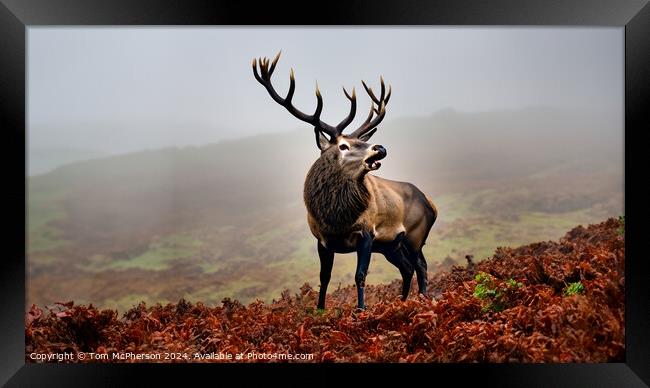 The majestic monarch of the glen. Framed Print by Tom McPherson