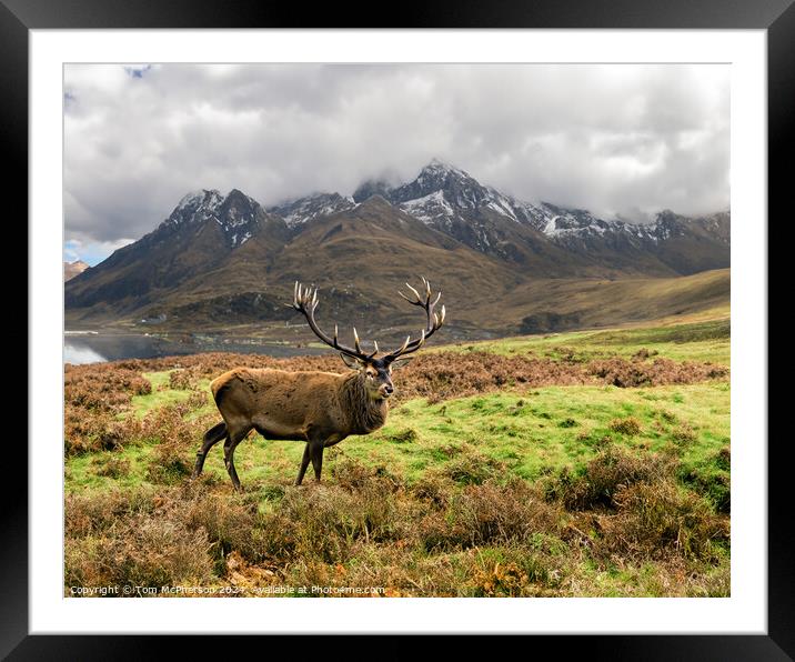 A Majestic Stag  in the Cairngorms, Scotland Framed Mounted Print by Tom McPherson