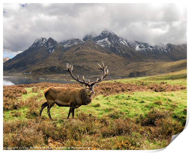 A Majestic Stag  in the Cairngorms, Scotland Print by Tom McPherson