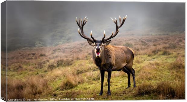Majestic Stag Canvas Print by Tom McPherson