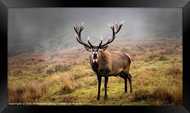 Majestic Stag Framed Print by Tom McPherson