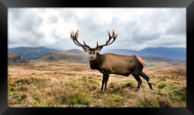 A Majestic Stag  in the Cairngorms, Scotland Framed Print by Tom McPherson