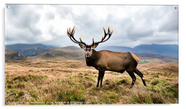 A Majestic Stag  in the Cairngorms, Scotland Acrylic by Tom McPherson
