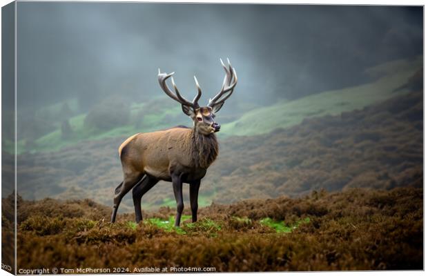 Majestic Highland Stag Canvas Print by Tom McPherson