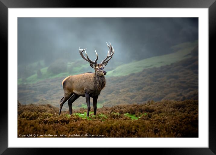 Majestic Highland Stag Framed Mounted Print by Tom McPherson