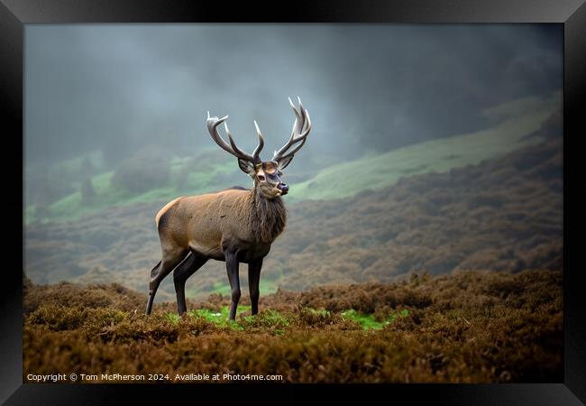 Majestic Highland Stag Framed Print by Tom McPherson
