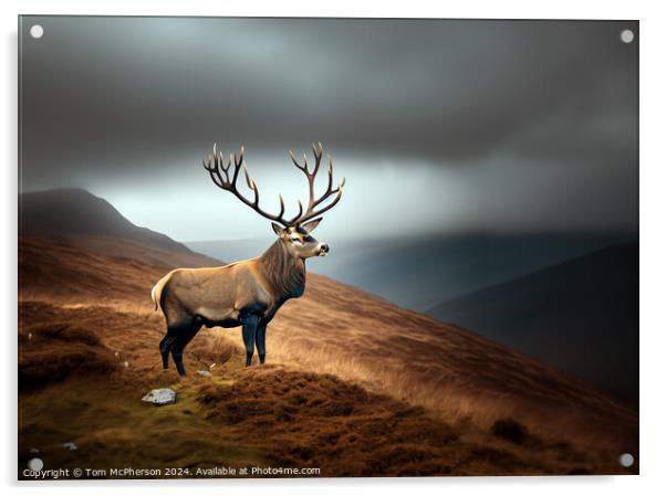 Majestic Stag Acrylic by Tom McPherson