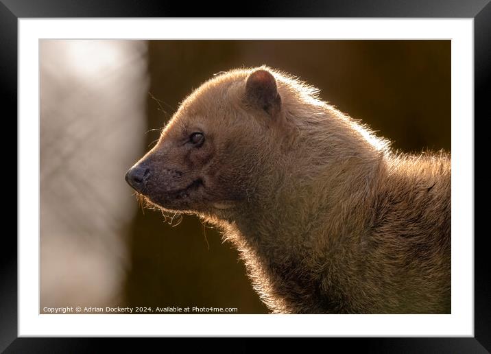 A close up of a Bush Dog Framed Mounted Print by Adrian Dockerty