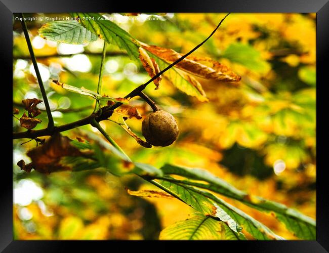 Oak Apple Gall Framed Print by Stephen Hamer