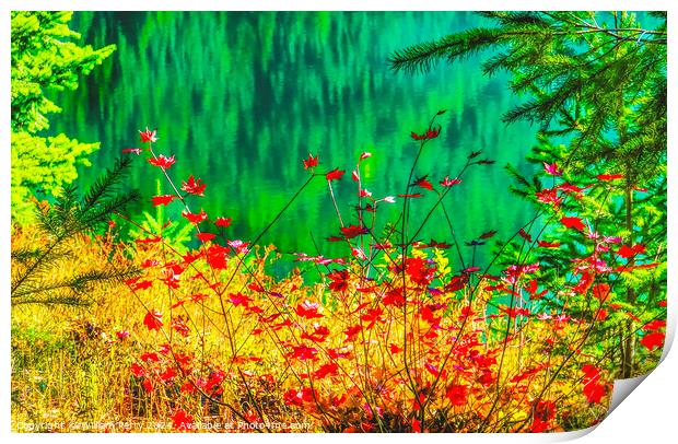 Red Maple Leaves Green Yellow Gold Lake Washington Print by William Perry