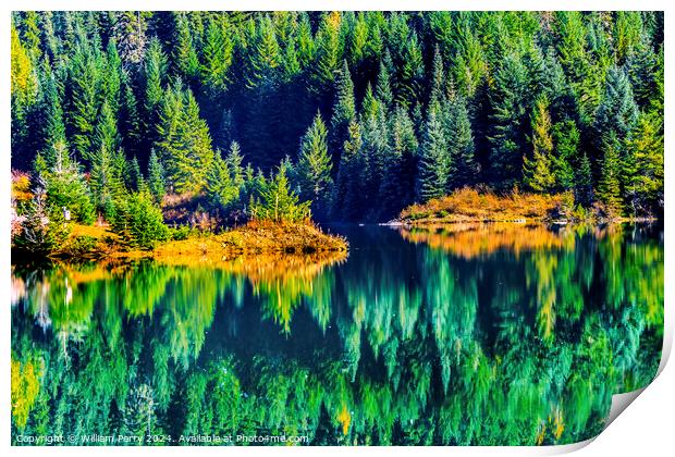 Green Yellow Water Reflection Gold Lake Washington Print by William Perry