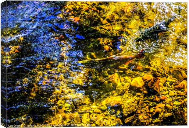 Multi-colored Salmon Issaquah Creek Wahington  Canvas Print by William Perry