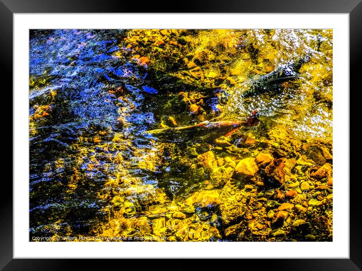 Multi-colored Salmon Issaquah Creek Wahington  Framed Mounted Print by William Perry