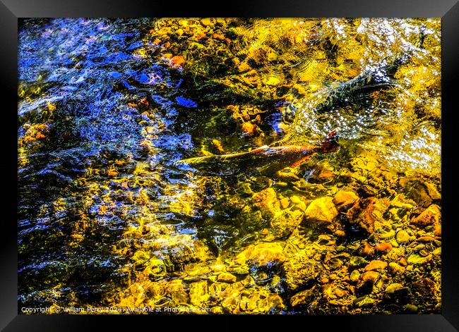 Multi-colored Salmon Issaquah Creek Wahington  Framed Print by William Perry