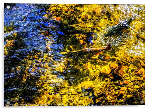 Multi-colored Salmon Issaquah Creek Wahington  Acrylic by William Perry
