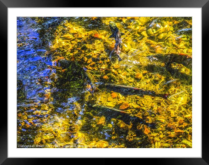 Multi-colored Salmon Issaquah Creek Washington  Framed Mounted Print by William Perry