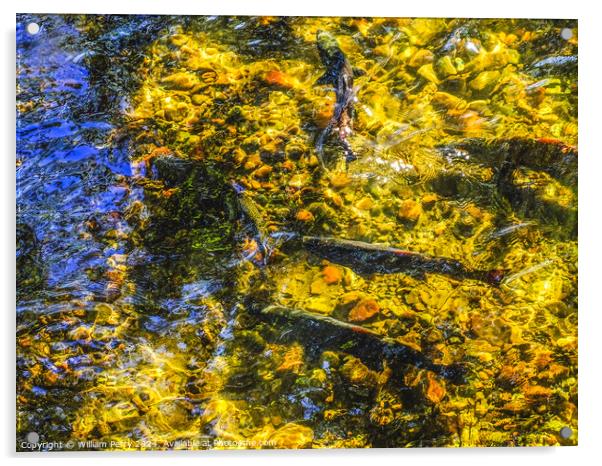 Multi-colored Salmon Issaquah Creek Washington  Acrylic by William Perry