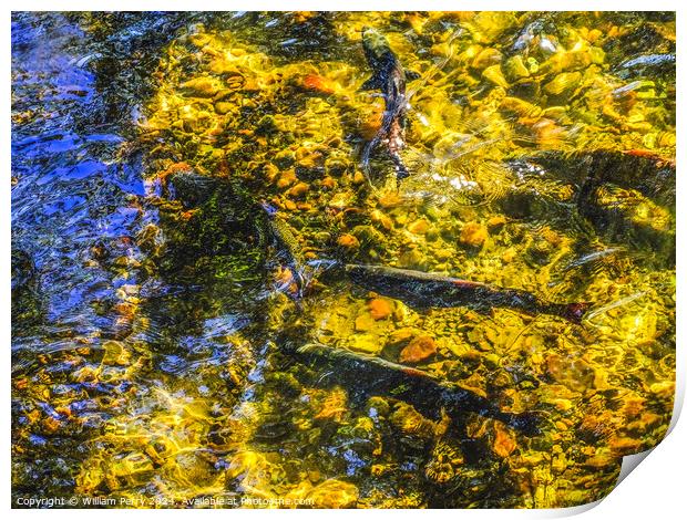 Multi-colored Salmon Issaquah Creek Washington  Print by William Perry