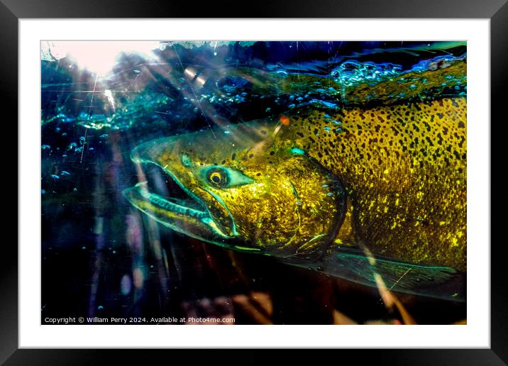 Sun Rays Chinook Salmon Close Up Issaquah Hatchery Washington St Framed Mounted Print by William Perry