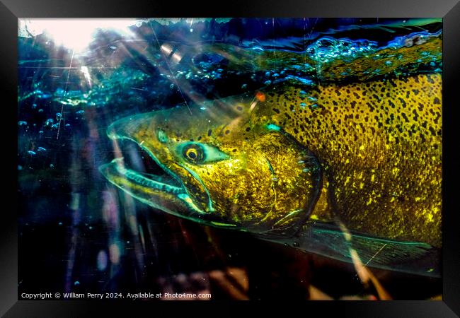 Sun Rays Chinook Salmon Close Up Issaquah Hatchery Washington St Framed Print by William Perry