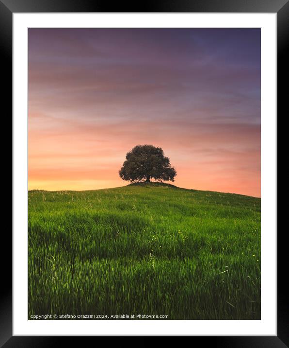 Holm oak on top of the hill at sunset. Tuscany Framed Mounted Print by Stefano Orazzini