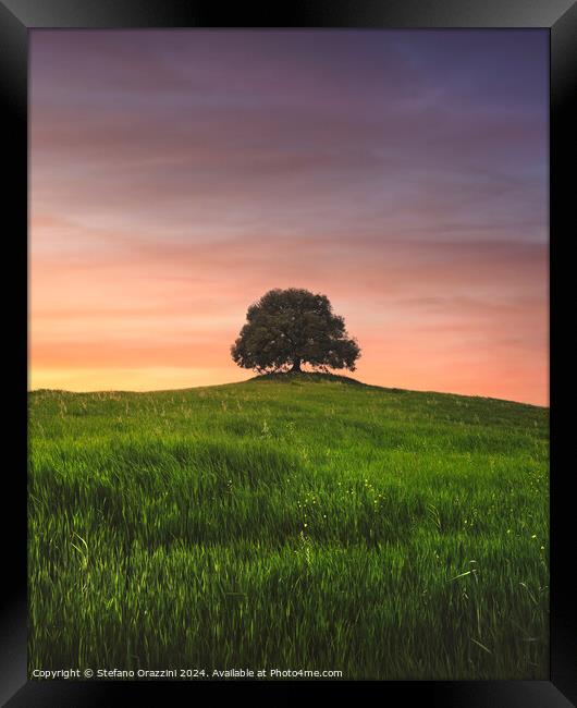 Holm oak on top of the hill at sunset. Tuscany Framed Print by Stefano Orazzini