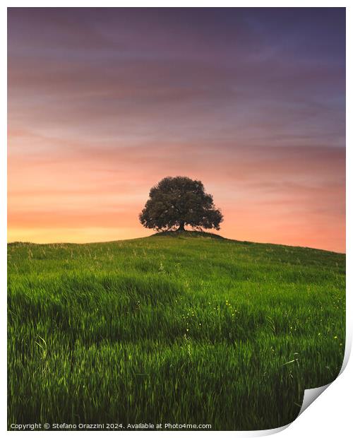 Holm oak on top of the hill at sunset. Tuscany Print by Stefano Orazzini