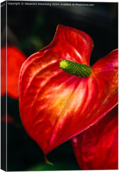 Vibrant Red Anthurium Flower Blooming in a Lush Garden Setting During Daytime Canvas Print by Alexandre Rotenberg