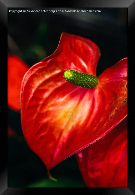 Vibrant Red Anthurium Flower Blooming in a Lush Garden Setting During Daytime Framed Print by Alexandre Rotenberg