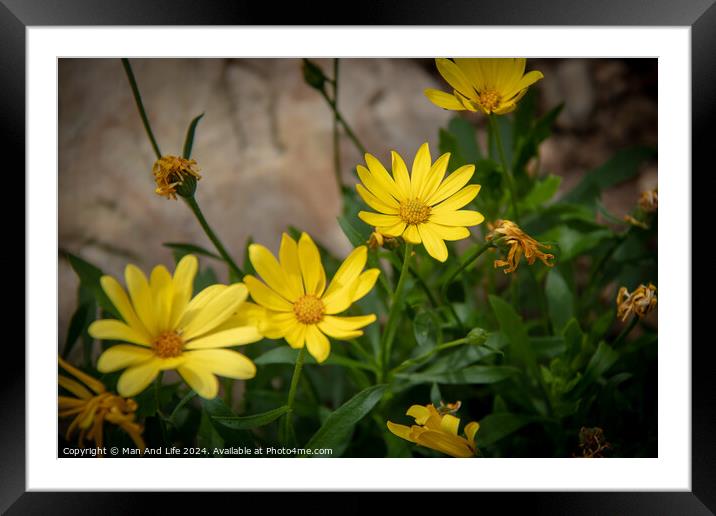 Plant flower Framed Mounted Print by Man And Life