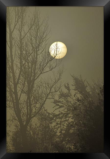 moonlit Framed Print by Dawn Cox