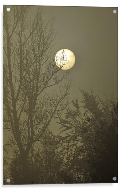 moonlit Acrylic by Dawn Cox