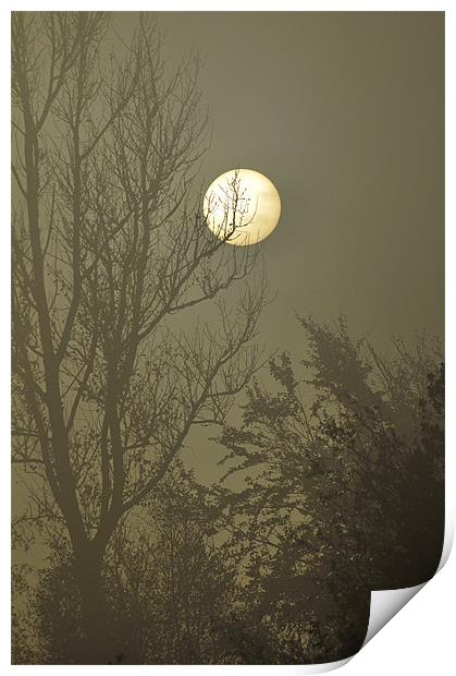 moonlit Print by Dawn Cox