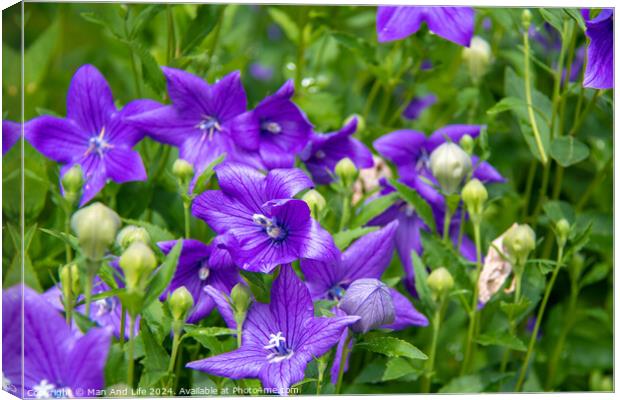 Plant flower Canvas Print by Man And Life