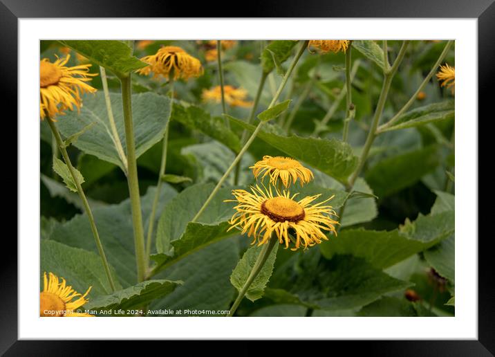 Plant flower Framed Mounted Print by Man And Life