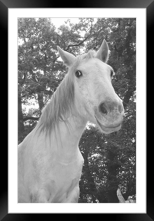 White Horse Framed Mounted Print by Ali Kernick