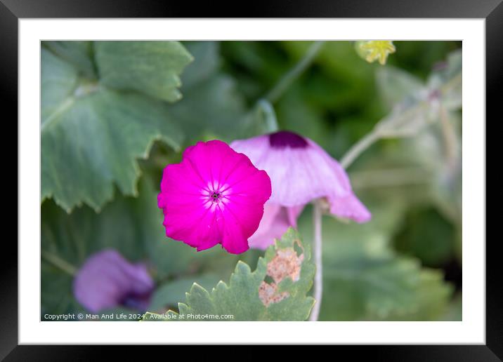 Plant flower Framed Mounted Print by Man And Life