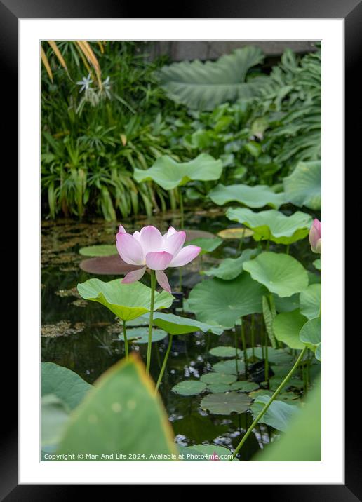 Plant flower Framed Mounted Print by Man And Life