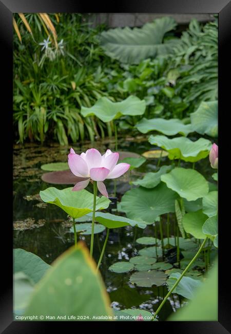 Plant flower Framed Print by Man And Life