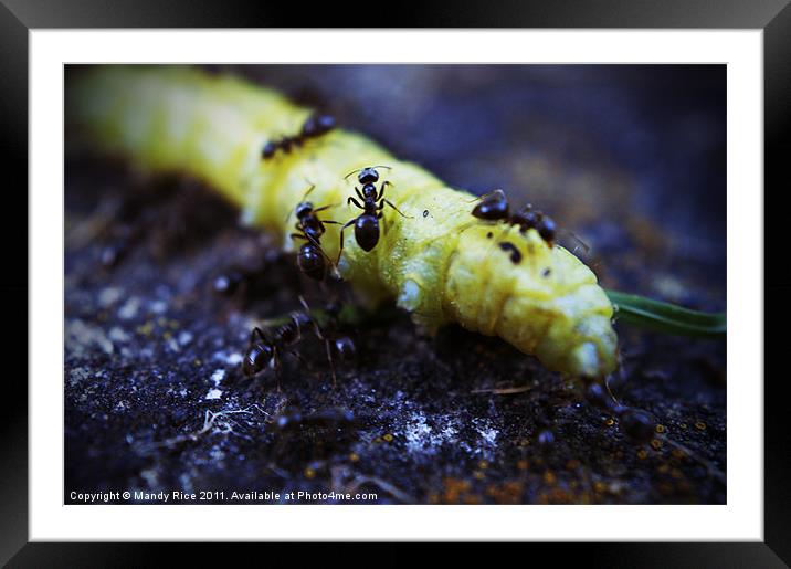 Ants crawling on a catapillar Framed Mounted Print by Mandy Rice