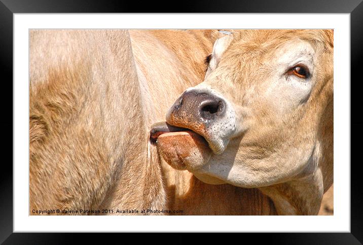 Golden Cow Framed Mounted Print by Valerie Paterson